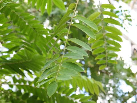 Averrhoa bilimbi