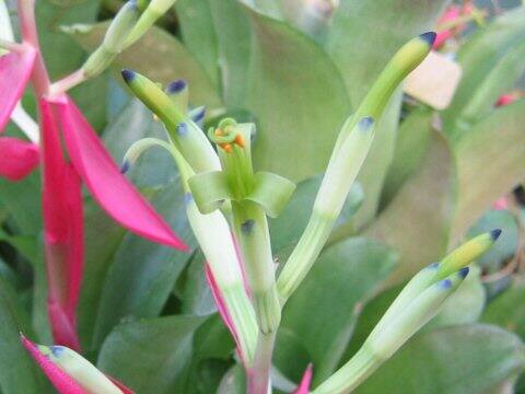 Billbergia speciosa
