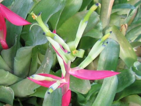 Billbergia speciosa
