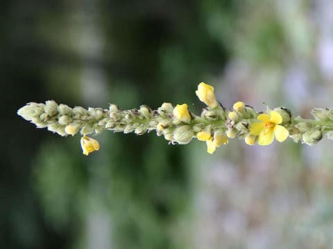 Verbascum thapsus
