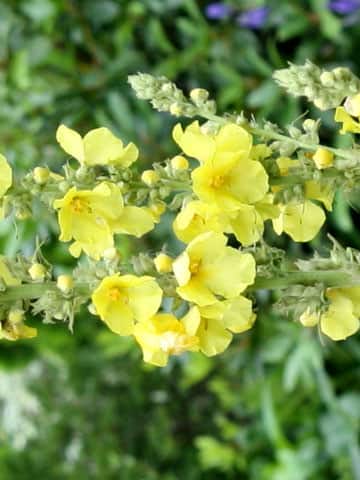 Verbascum thapsus