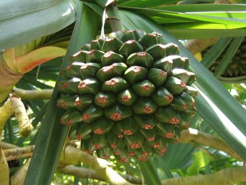 Pandanus utilis