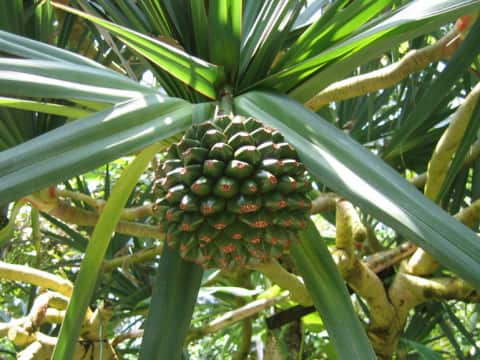 Pandanus utilis