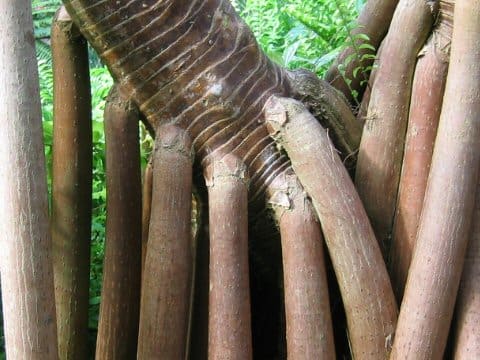 Pandanus utilis