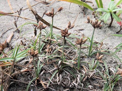 Fimbristylis sericea