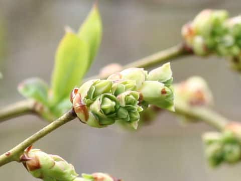 Vaccinium sp.