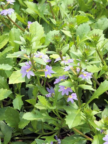 Scaevola aemula
