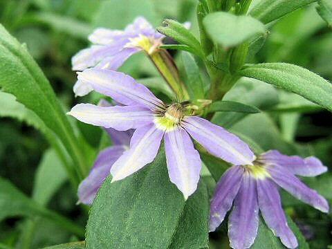 Scaevola aemula