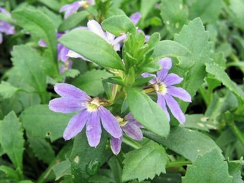 Scaevola aemula