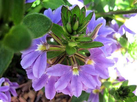 Scaevola aemula