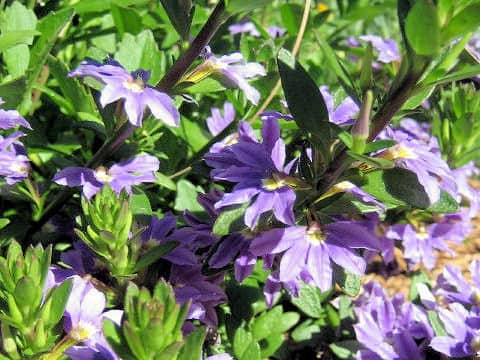 Scaevola aemula