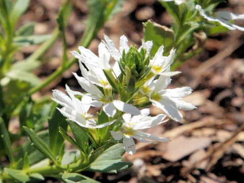 Scaevola aemula