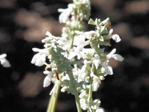 Salvia farinacea cv. Augusta