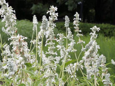 Salvia farinacea cv. Augusta