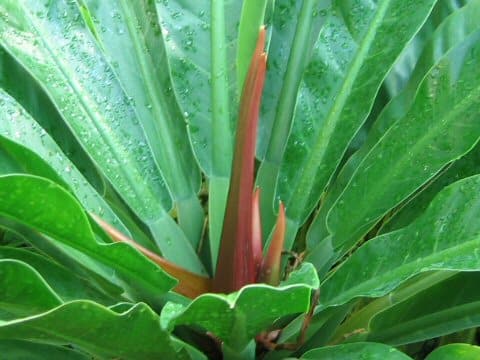 Philodendron wendlandii