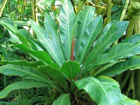 Philodendron wendlandii