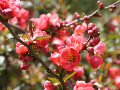 Chaenomeles speciosa cv. Toyo-nishiki