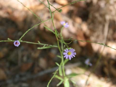 Boltonia diffusa