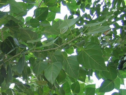 Ficus rumphii