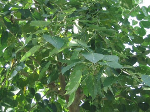 Ficus rumphii