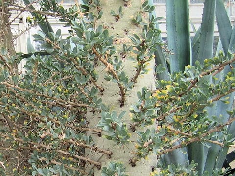 Fouquieria columnaris