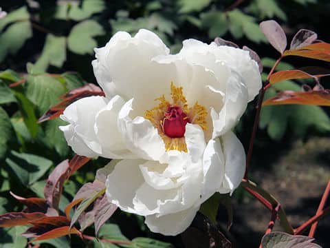 Paeonia suffruticosa
