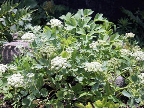 Peucedanum japonicum