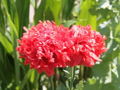 Papaver somniferum var. paeoniflorum
