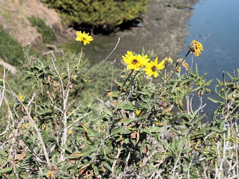 Encelia farinosa