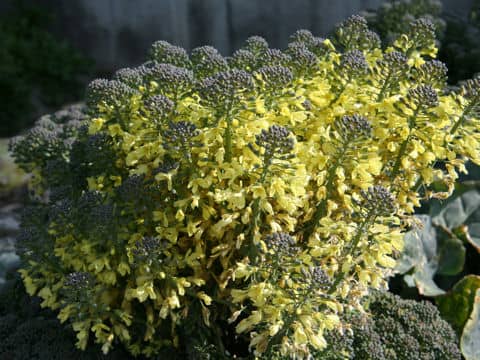 Brassica oleracea var. botrytis