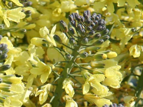Brassica oleracea var. botrytis
