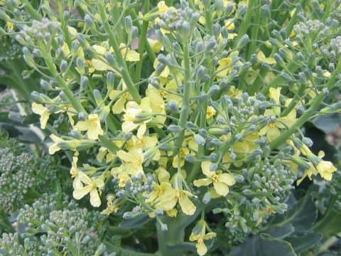 Brassica oleracea var. botrytis