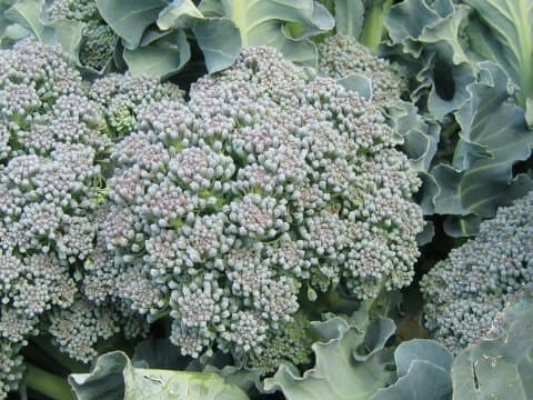 Brassica oleracea var. botrytis