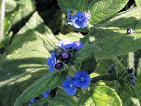 Brunnera macrophylla
