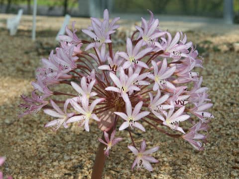 Brunsvigia striata