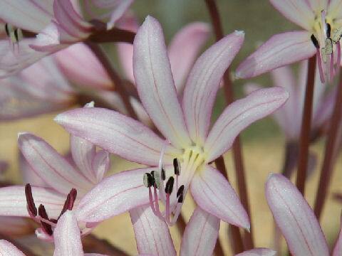 Brunsvigia striata