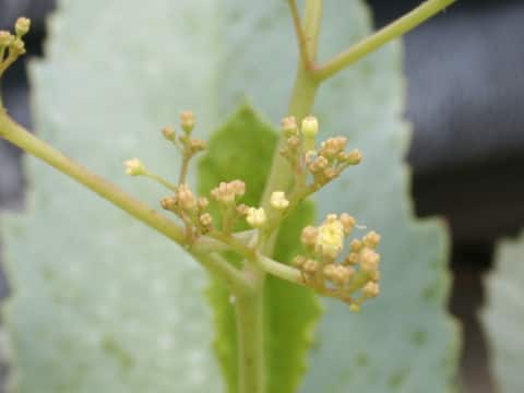Cyphostemma juttae