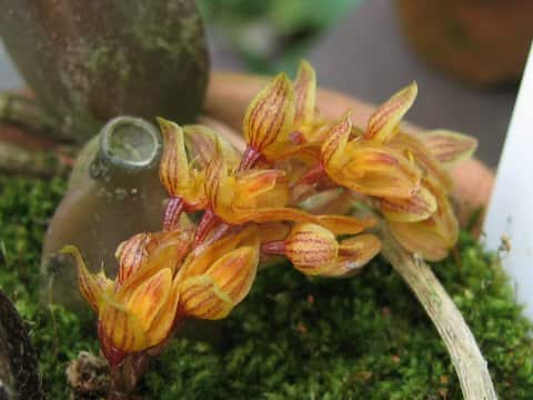 Bulbophyllum cupreum