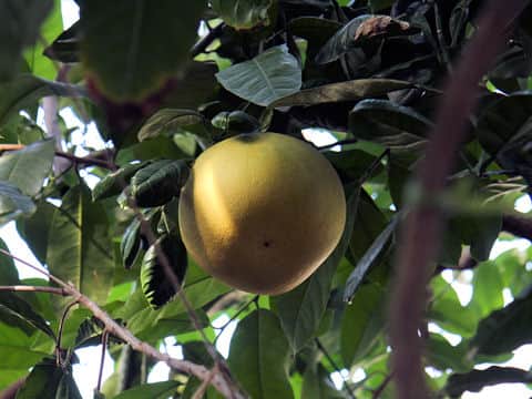Citrus grandis