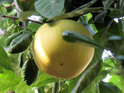 Citrus grandis