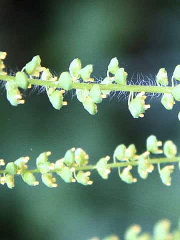 Ambrosia artemisiifolia var. elatior