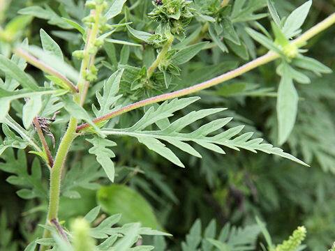 Ambrosia artemisiifolia var. elatior