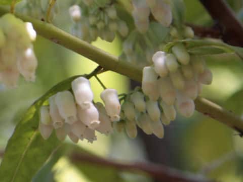 Leucothoe racemosa