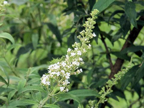 Buddleja davidii