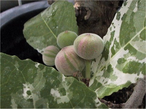 Ficus aspera