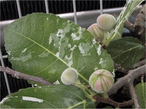 Ficus aspera