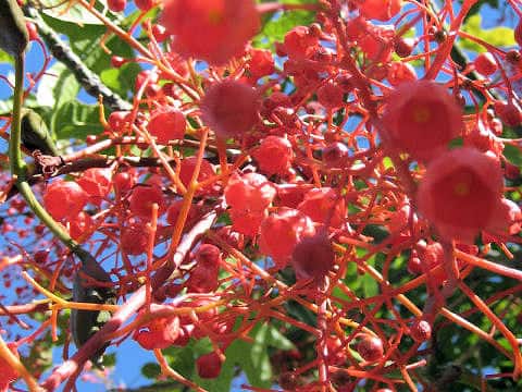 Brachychiton acerifolium