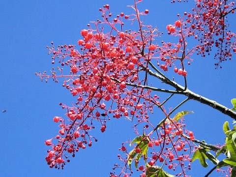 Brachychiton acerifolium