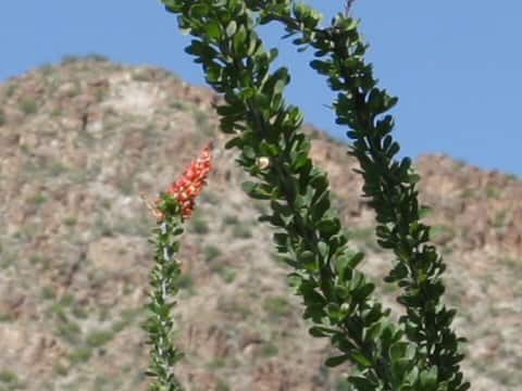 Fouquieria splendens