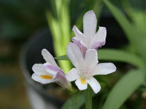 Freesia elimensis